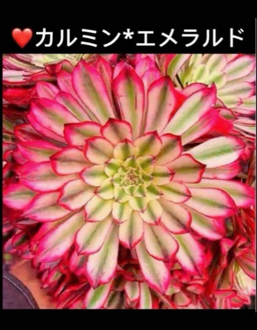 99#植物アエオニウム錦❤カルミン*エメラルド錦❤️12大頭19cm钵土付き出荷