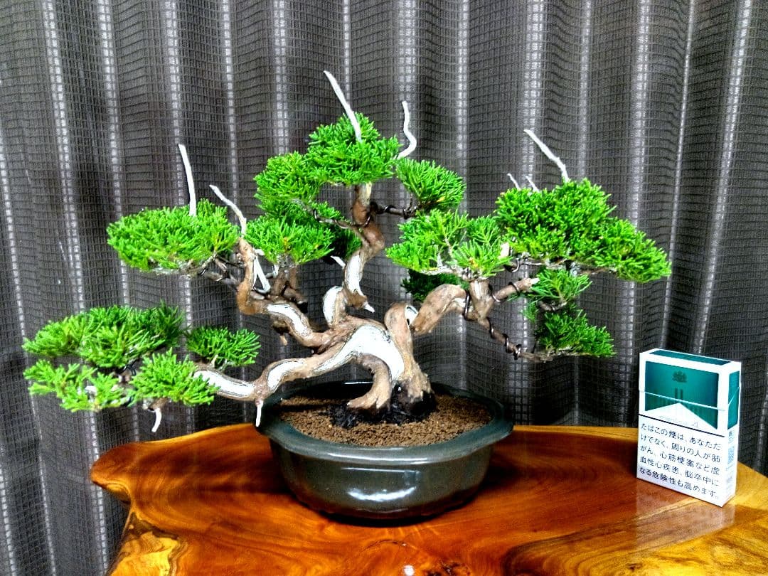 【小品　糸魚川真柏盆栽】　　　⭕小品No.1お気に入り品 ★あきちゃん様…専用★