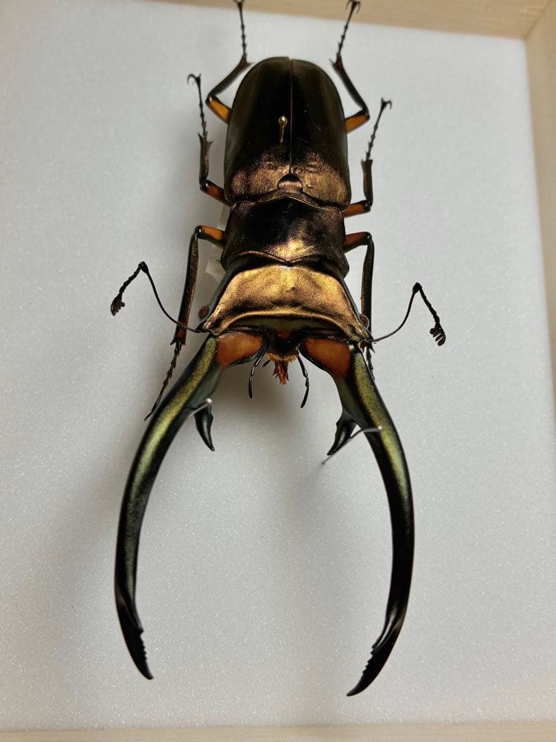 昆虫標本　大型エラフスホソアカ100mm 野外品