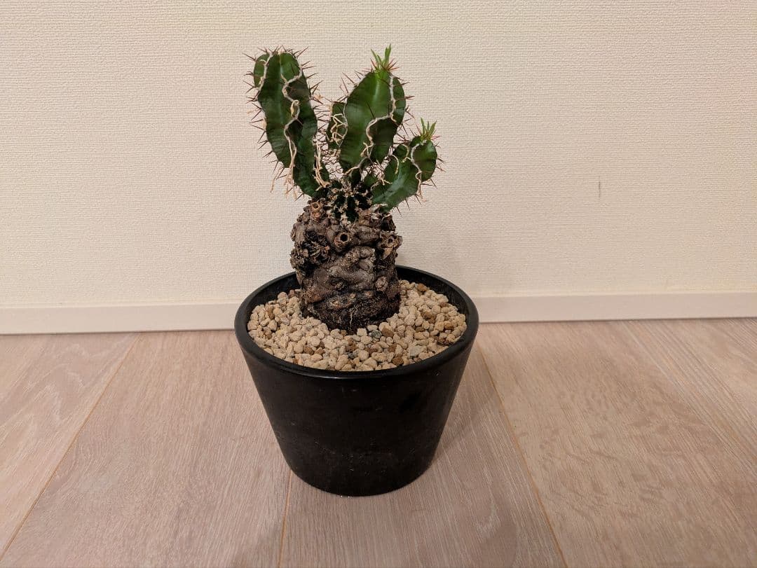 ムランジーナ　発根済　塊根植物