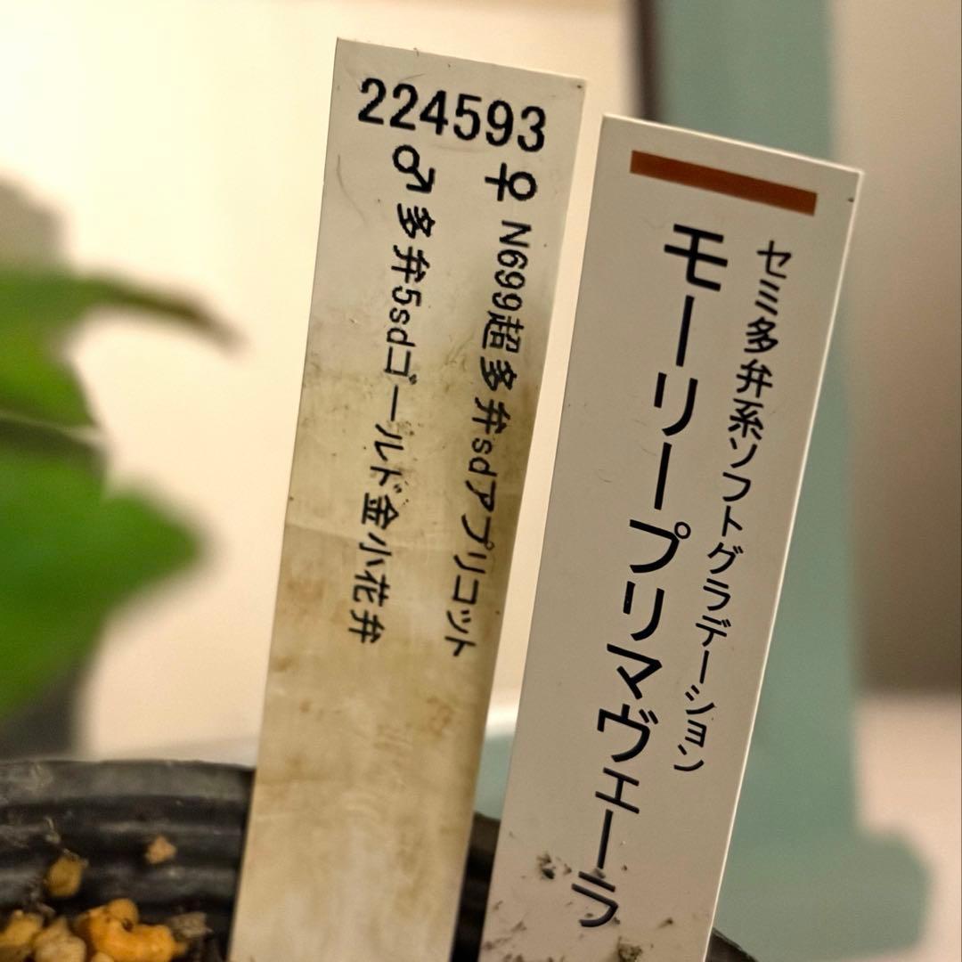 【加藤農園】クリスマスローズ　認定モーリープリマヴェーラ《1/19》