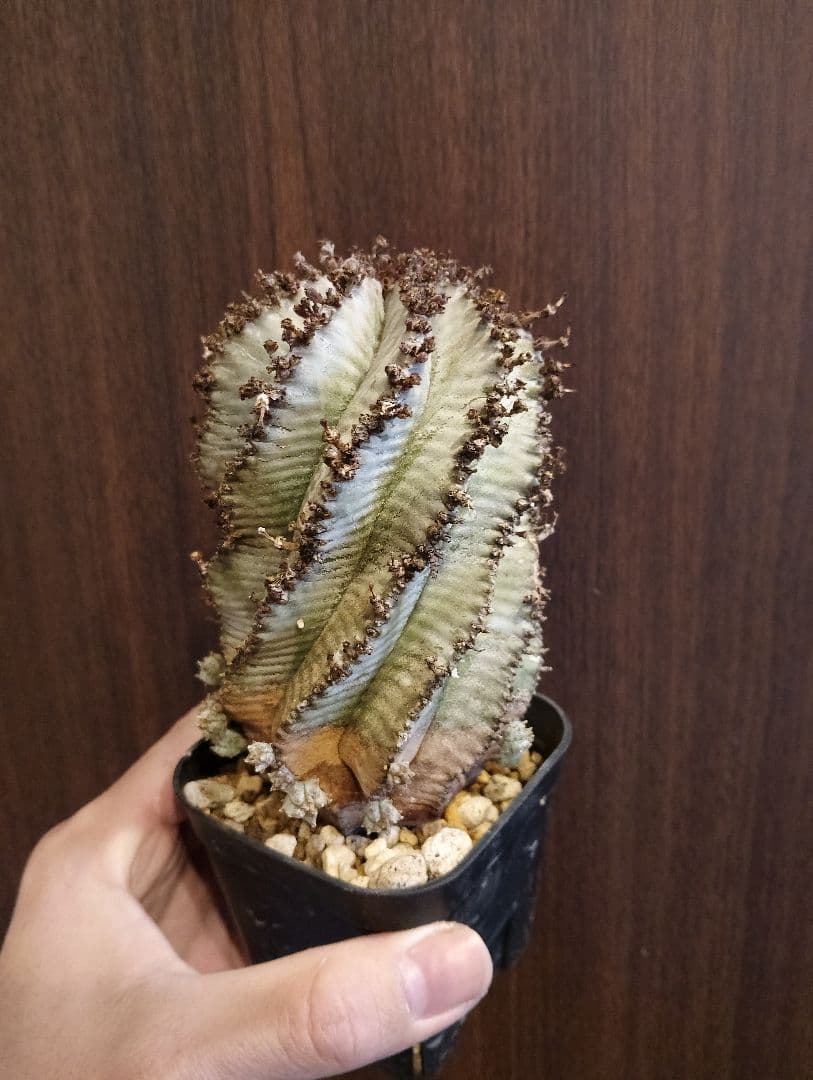 \"特選 美株\" ユーフォルビア 螺旋 ホリダ