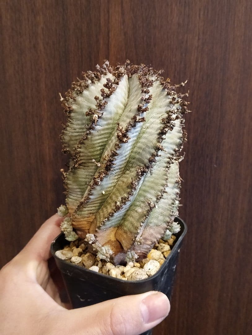 \"特選 美株\" ユーフォルビア 螺旋 ホリダ