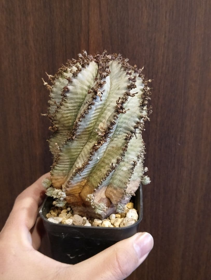 \"特選 美株\" ユーフォルビア 螺旋 ホリダ