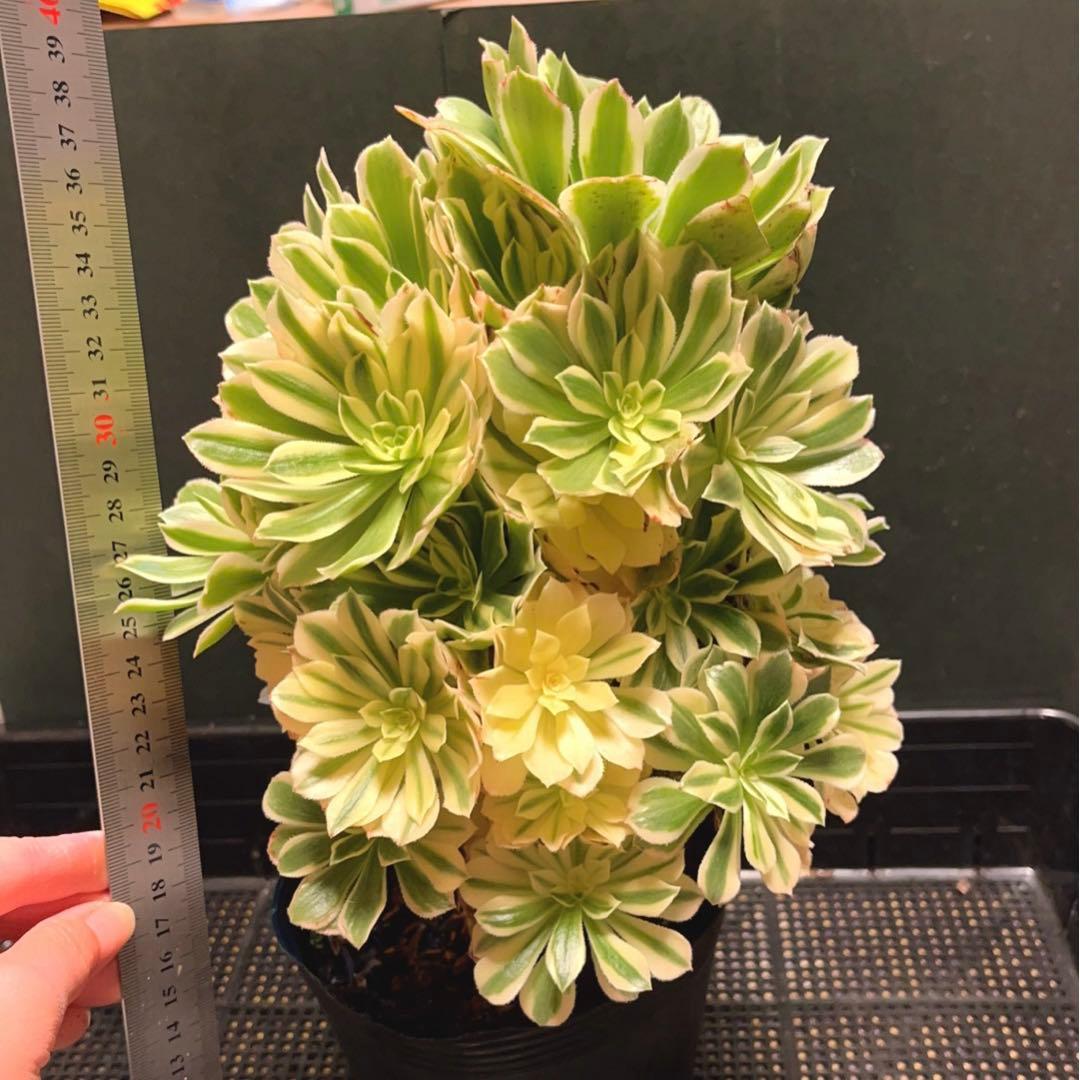 75# 多肉植物アエオニウム錦❤️ 艶凝❤️1大頭30小頭高27cn宽21cm拔き苗