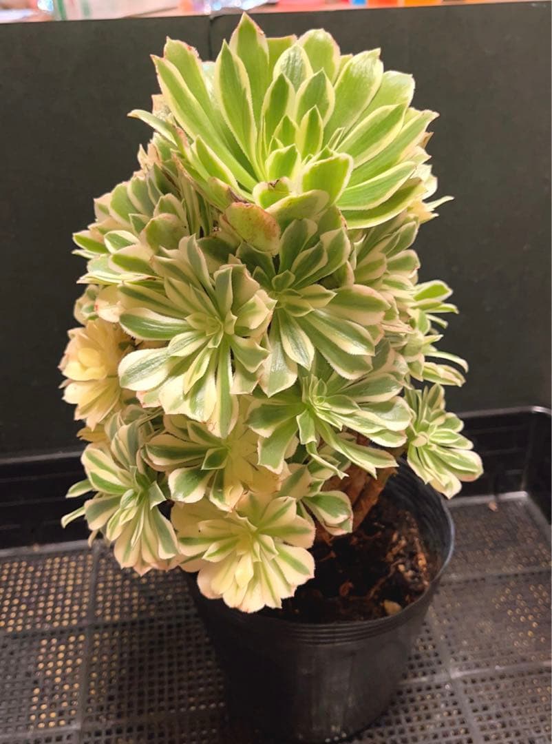 75# 多肉植物アエオニウム錦❤️ 艶凝❤️1大頭30小頭高27cn宽21cm拔き苗