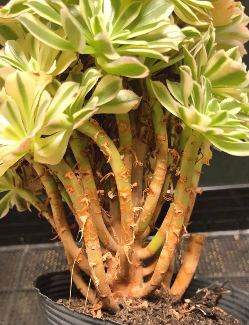 75# 多肉植物アエオニウム錦❤️ 艶凝❤️1大頭30小頭高27cn宽21cm拔き苗