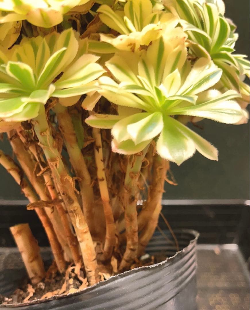 75# 多肉植物アエオニウム錦❤️ 艶凝❤️1大頭30小頭高27cn宽21cm拔き苗