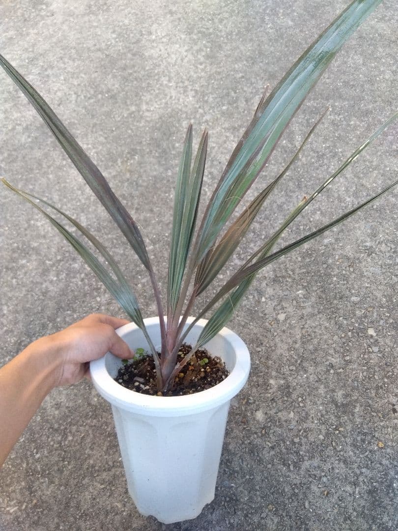 ビスマルキア　ノビリス　6号鉢つき　①