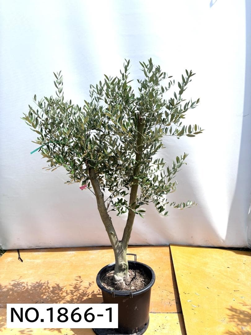 オリーブの木　ミッション　約170cm　NO.1866　大型　現品掲載　人気品種