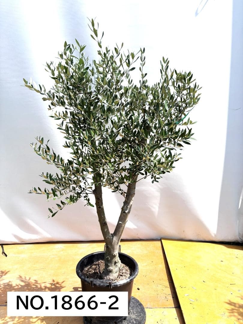 オリーブの木　ミッション　約170cm　NO.1866　大型　現品掲載　人気品種