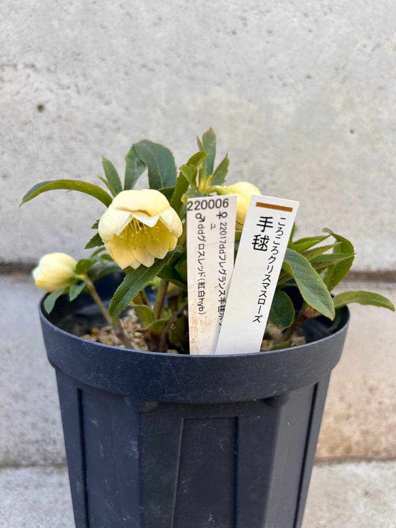 認定手毬　ころころクリスマスローズ