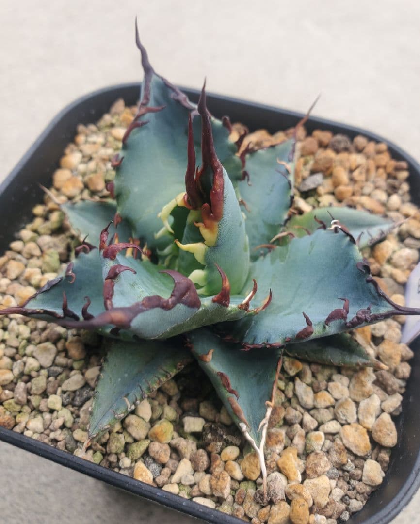 アガベ　チタノタ　エボリ×BB　エボリBB　ハイブリッド　子株