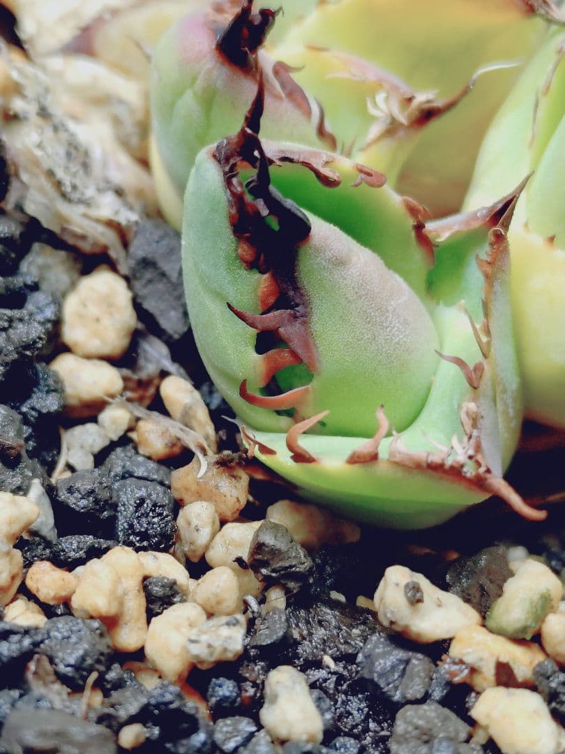 アガベ　チタノタ　エボリ×BB　エボリBB　ハイブリッド　子株