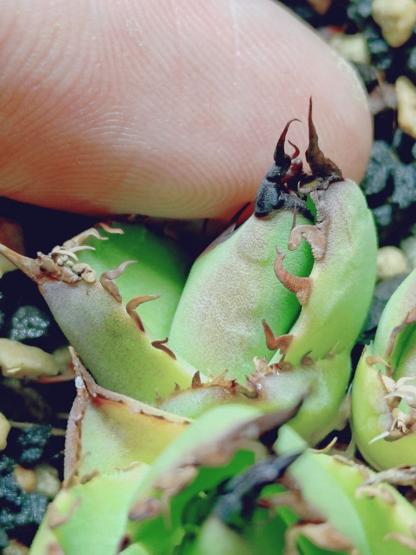 アガベ　チタノタ　エボリ×BB　エボリBB　ハイブリッド　子株