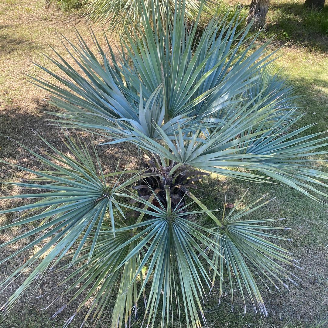 ブラヘアアルマータ ユッカ