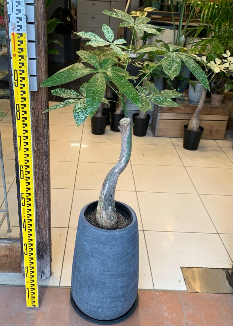 パキラ ミルキーウェイ 1 ファイバー鉢 お皿付き