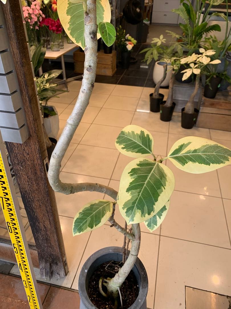 パキラ ミルキーウェイ 1 ファイバー鉢 お皿付き