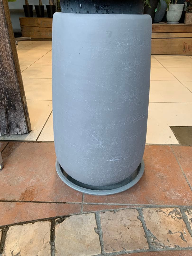 パキラ ミルキーウェイ 1 ファイバー鉢 お皿付き