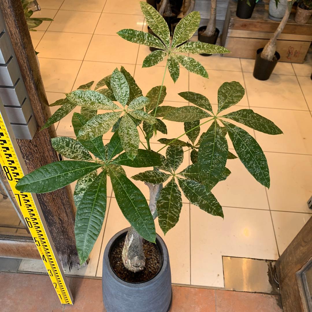 パキラ ミルキーウェイ 1 ファイバー鉢 お皿付き