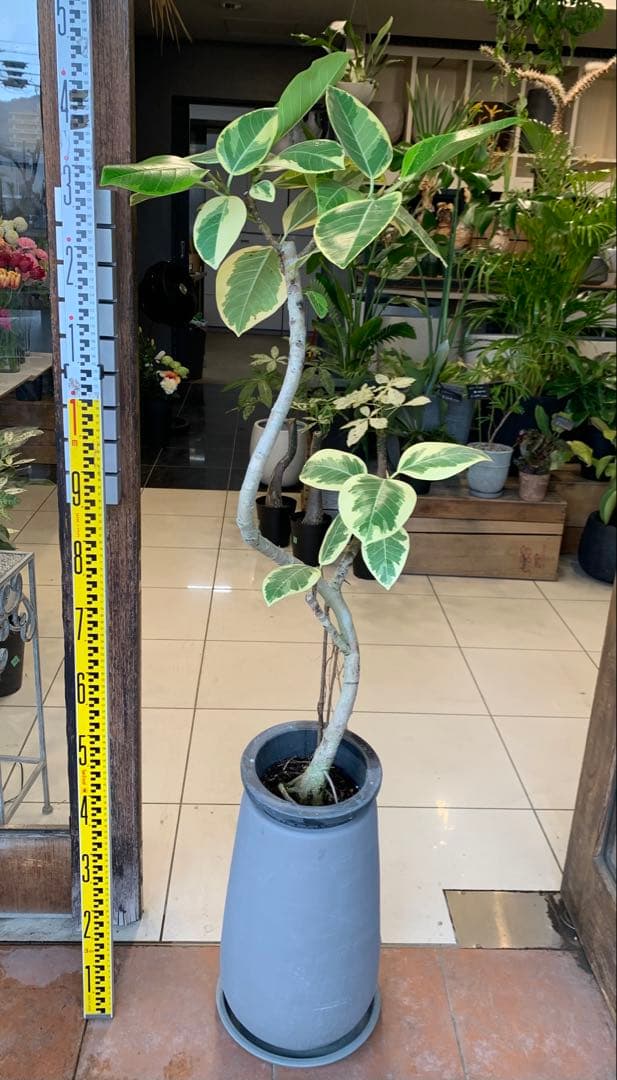 パキラ ミルキーウェイ 1 ファイバー鉢 お皿付き