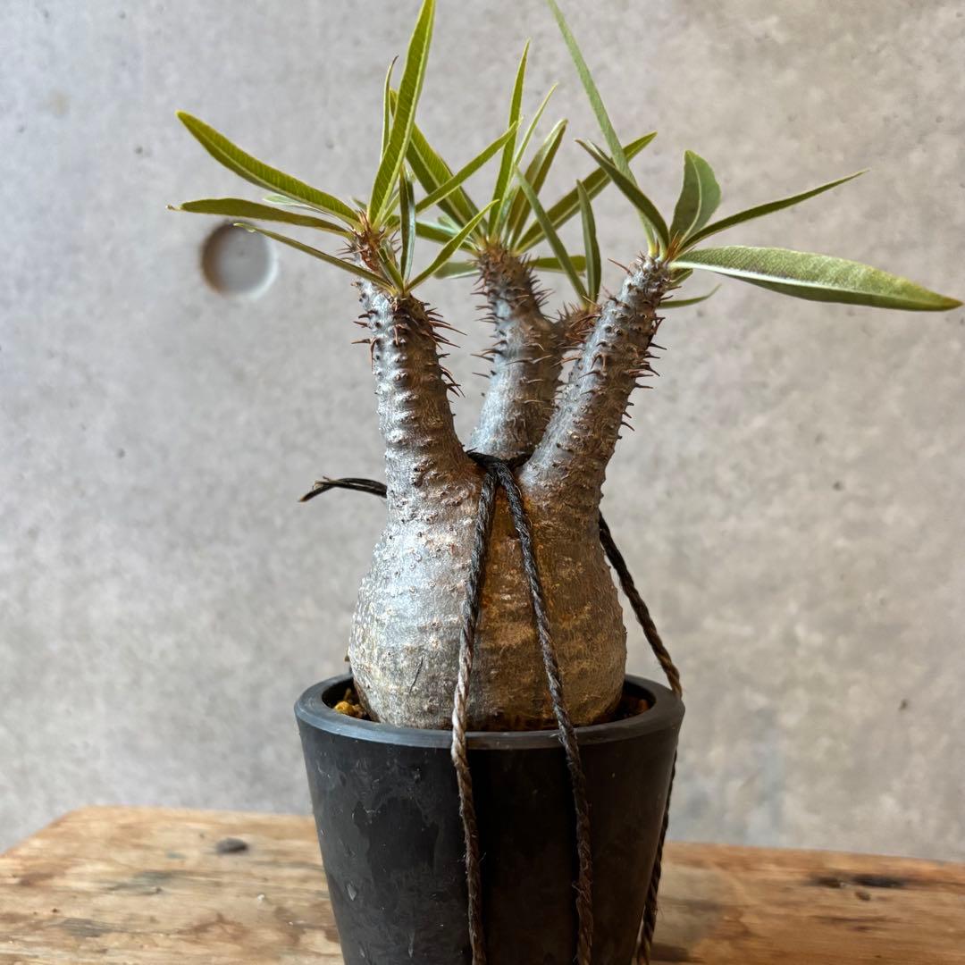 【本日限定SALE】超美形 グラキリス3 パキポディウム 現地球株