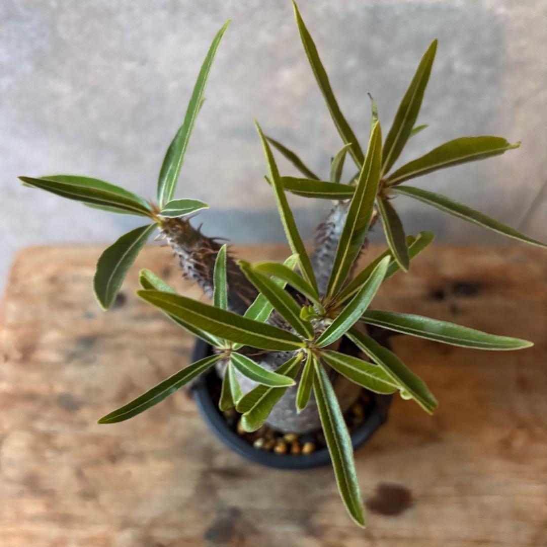 【本日限定SALE】超美形 グラキリス3 パキポディウム 現地球株