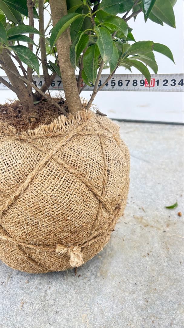 手頃なサイズ お庭の主役にどうぞ ソヨゴ 726 樹高1.4m位 株立 常緑樹