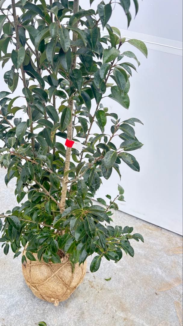 手頃なサイズ お庭の主役にどうぞ ソヨゴ 726 樹高1.4m位 株立 常緑樹