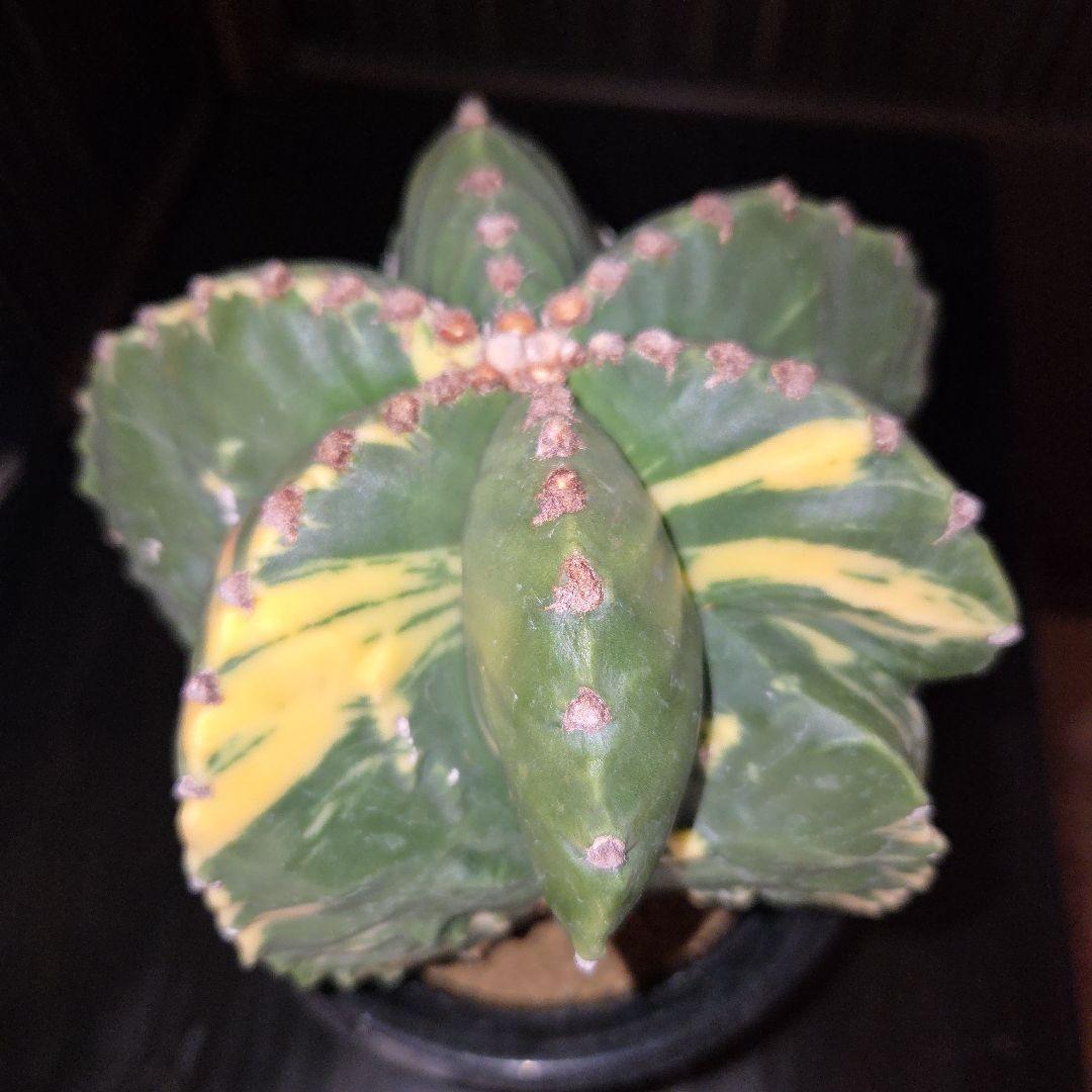 ランポー玉錦、サボテン、実生接木、台付