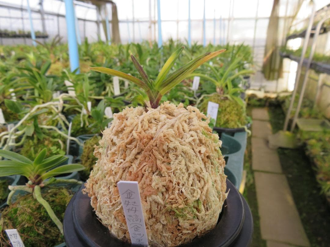 金牡丹縞（金紗墨系）