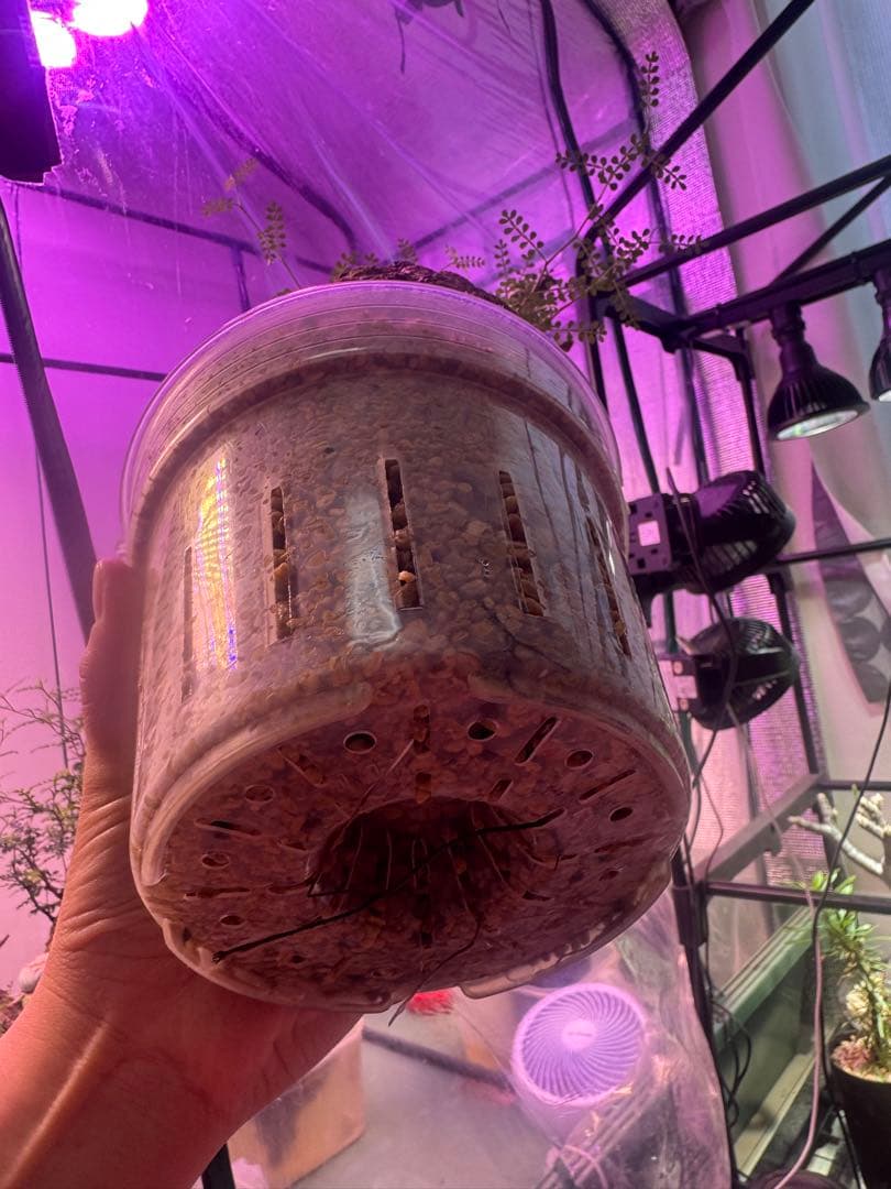 インボイス発行可 オペルクリカリア パキプス 幹幅13㎝ 発根済み 三州みやび鉢