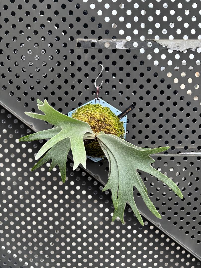 ビカクシダ　伊弉諾　イザナギ