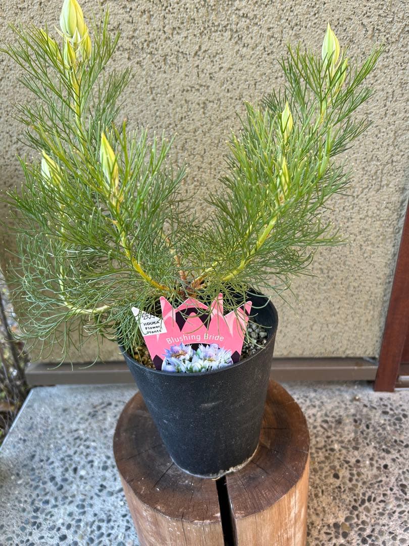 セルリアブラッシングブライド5号大②