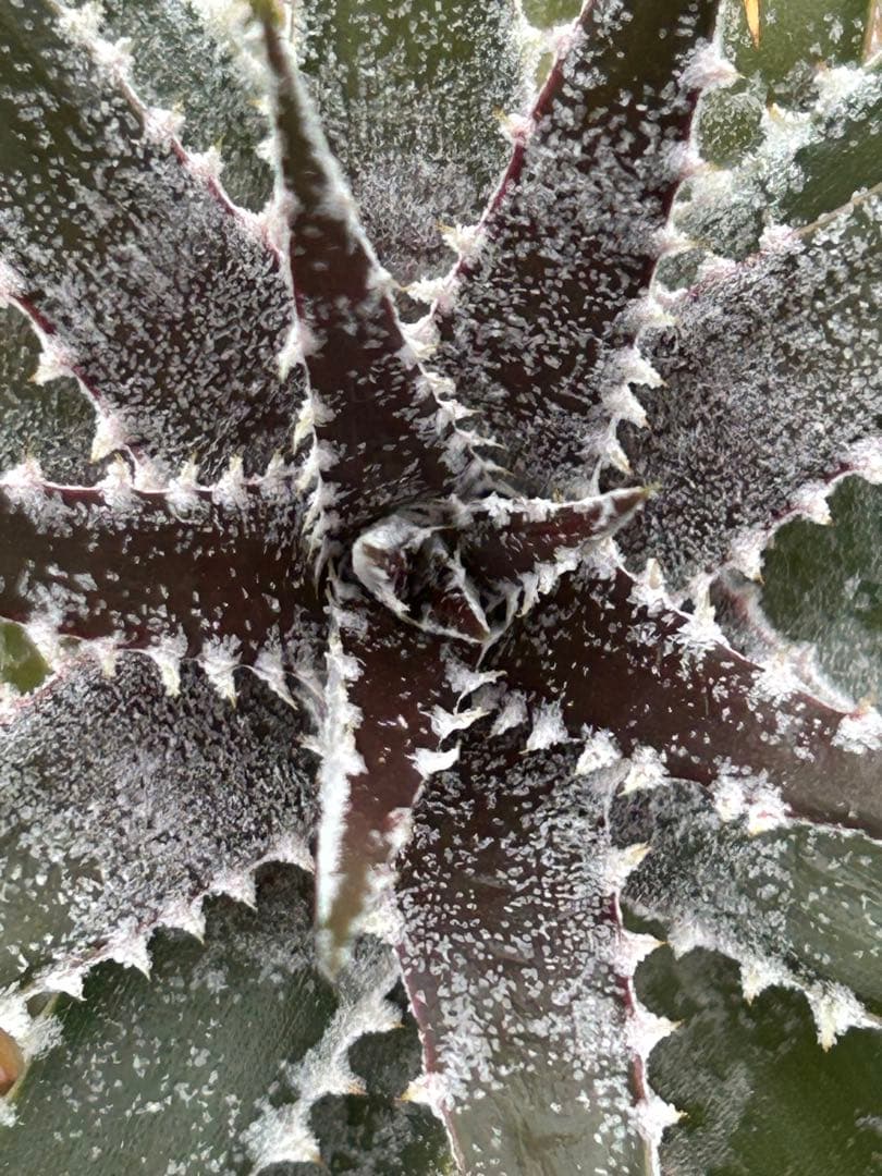 DBディッキア Dyckia Bill Baker hybrid #135 ⑴