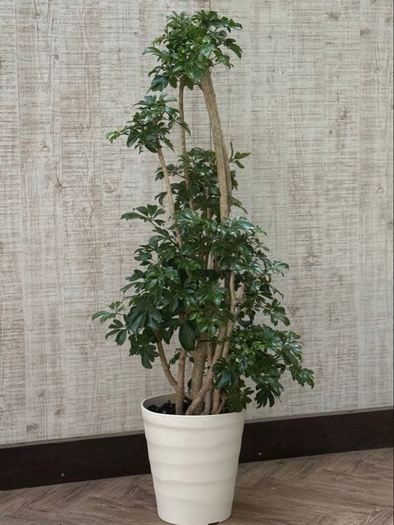 ☆ シェフレラ レナータ♪ 117cm 太幹♪