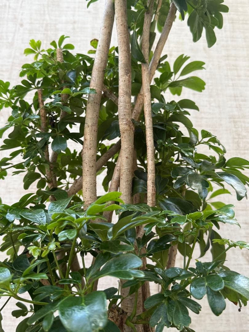 ☆ シェフレラ レナータ♪ 117cm 太幹♪