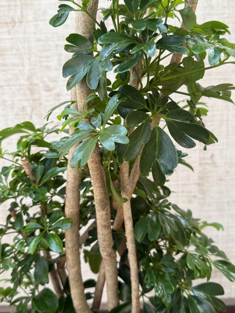 ☆ シェフレラ レナータ♪ 117cm 太幹♪