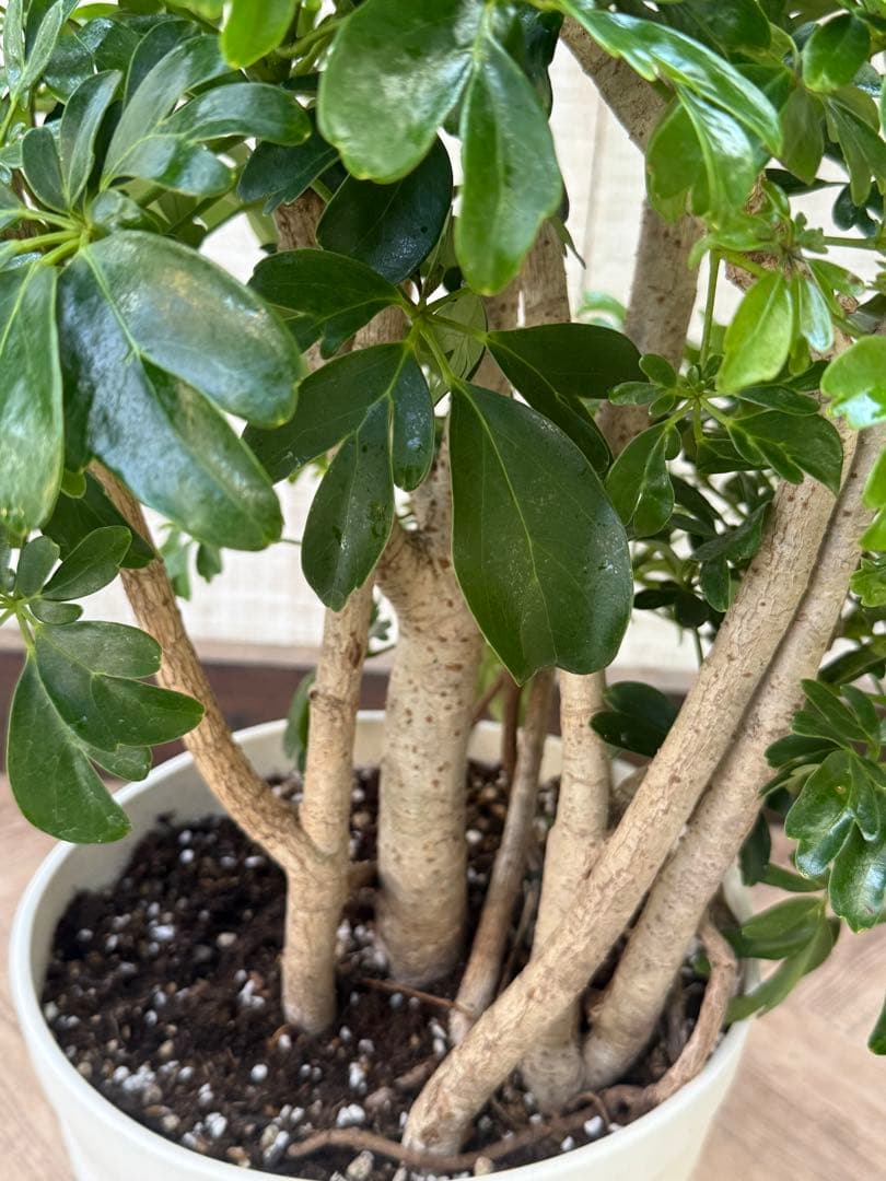 ☆ シェフレラ レナータ♪ 117cm 太幹♪