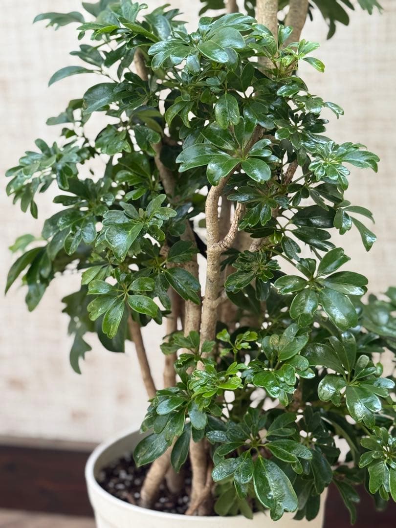 ☆ シェフレラ レナータ♪ 117cm 太幹♪