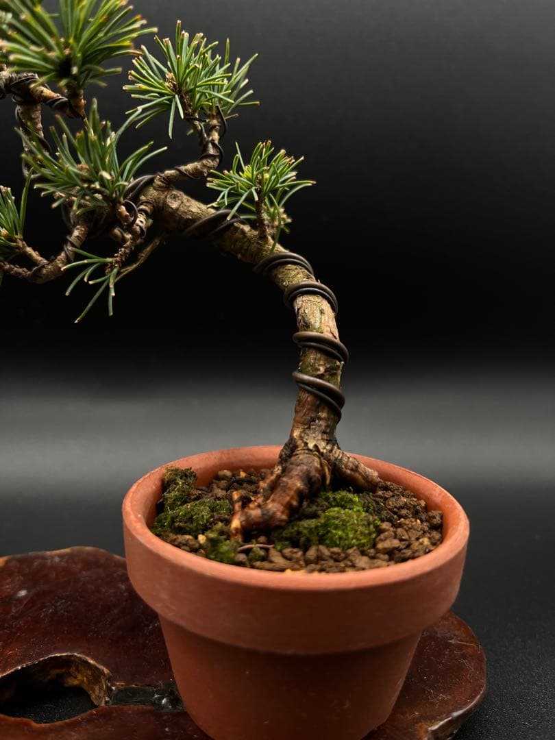 吾妻五葉松のミニ盆栽B
