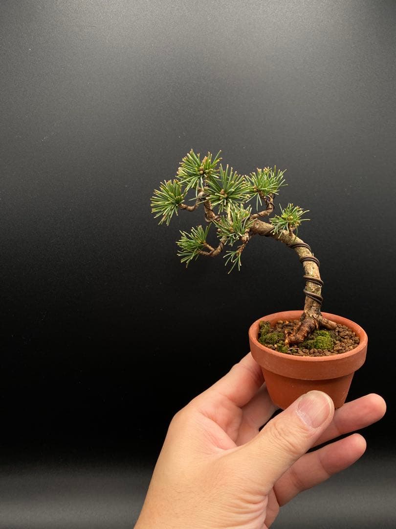 吾妻五葉松のミニ盆栽B