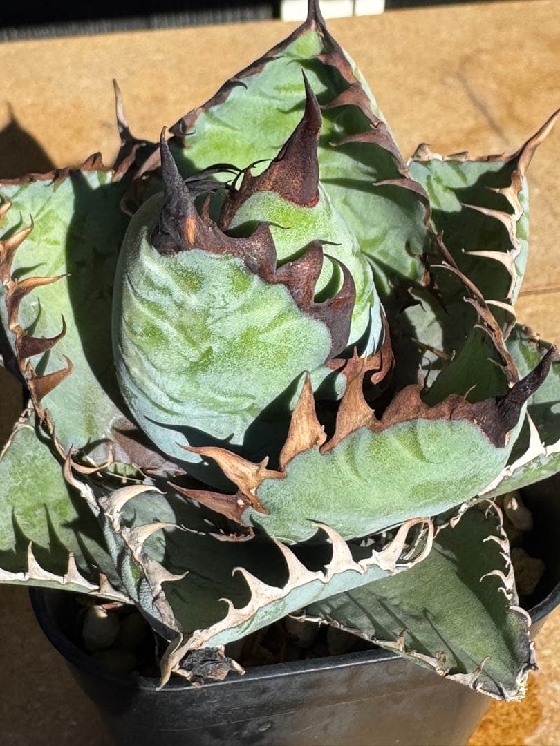 み*い様 アガベ　チタノタブルー実生