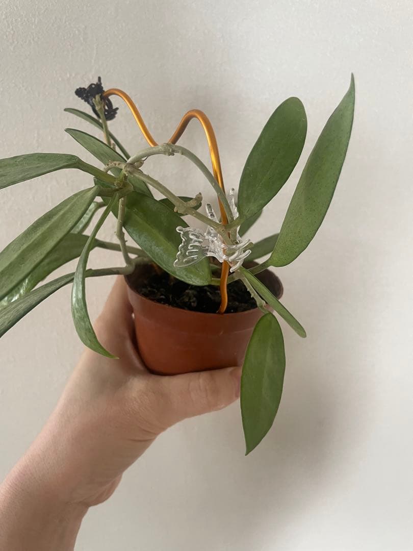 セール　美株レアホヤ　シルバーレディHoya silver lady サクララン