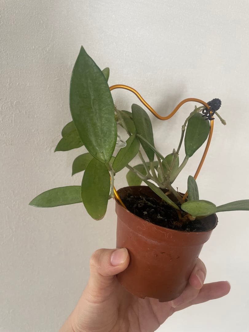 セール　美株レアホヤ　シルバーレディHoya silver lady サクララン