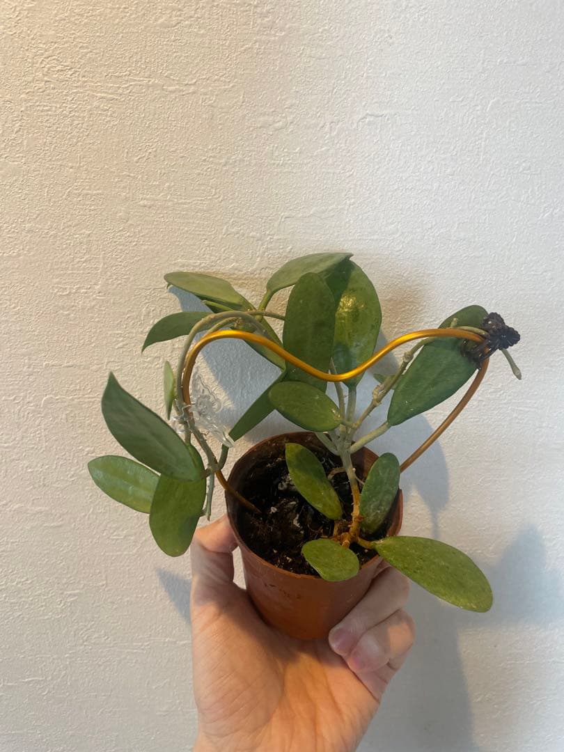 セール　美株レアホヤ　シルバーレディHoya silver lady サクララン