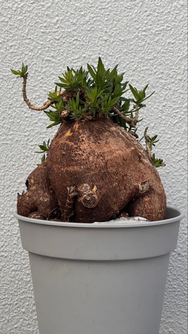 パキポディウム ビスピノーサム　発根済み