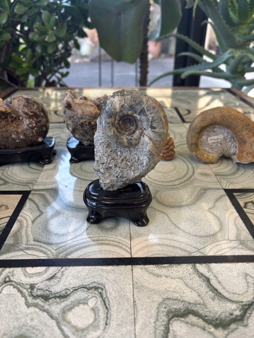 台付アンモナイト　北海道　天塩中川町佐久　化石　鉱石　希少　インテリア