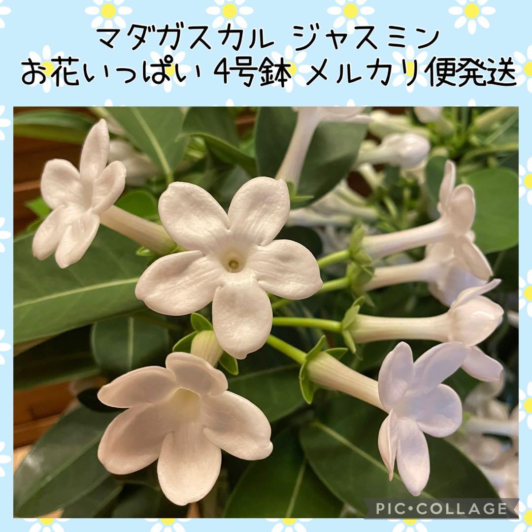【花苗】マダガスカルジャスミン ② ４号鉢ごと メルカリ便発送　母の日に❤︎