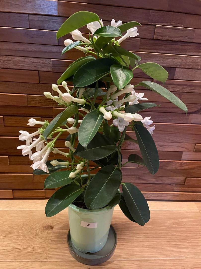 【花苗】マダガスカルジャスミン ② ４号鉢ごと メルカリ便発送　母の日に❤︎